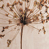Изображение товара Панно декоративное Plant с белой рамой, 50х70 см